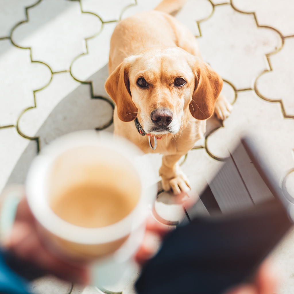 do dogs like coffee smell